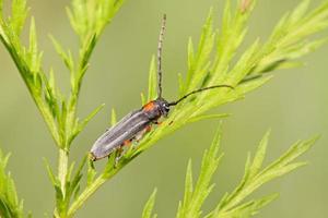 insectos coleoptera cerambycidae foto