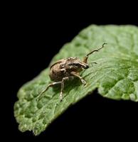 Black Vine Weevil climb on leaf photo