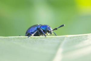 escarabajo de estiércol azul violeta foto