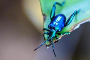 insecto en hoja verde foto