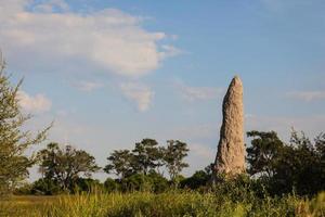 Tall termite mound dominates the landscape in grassland