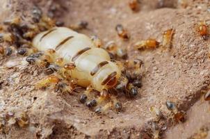 Close up termites or white ants , Thailand photo