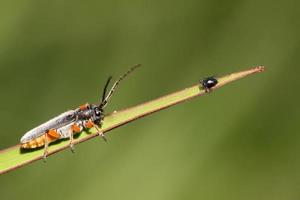 insectos coleoptera cerambycidae foto
