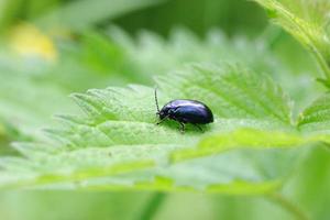 Beetle Agelastica alni