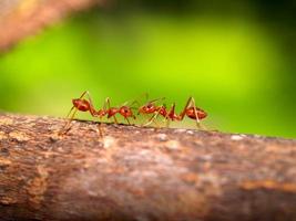 red ant teamwork photo