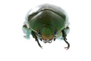 insecto escarabajo verde aislado en blanco foto