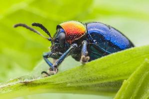 Macro bug Colorful photo