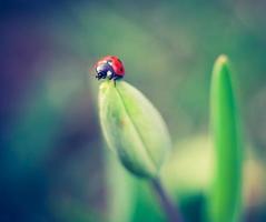 Vintage photo of ladybug on plant