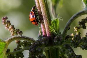 Macro ladybird