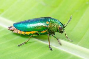hermosa joya escarabajo o metalizado de madera (buprestid) en hoja verde.