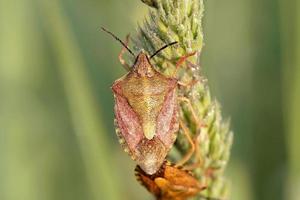 Close-up of bedbug