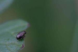 soledad a 6 mm (escarabajo negro fuego)