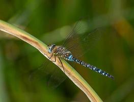 dragonfly in the garden photo