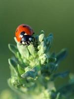 Ladybird on leaves absinthe wormwood