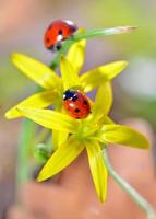 two red ladybugs photo