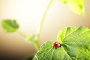 ladybug  on green leaf photo