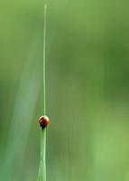 Coccinelle - Ladybird photo