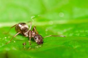 Ant drinking water on a leaf. Shallow depth of field