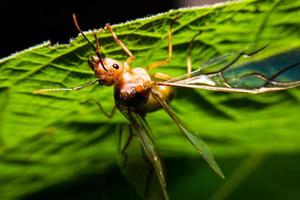 hormiga reina en la naturaleza foto