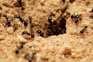 ants photo