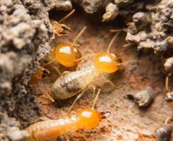 Cerrar termitas u hormigas blancas en Tailandia foto
