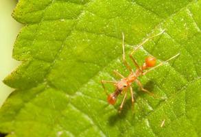 Kerengga araña saltadora como hormiga en la naturaleza foto