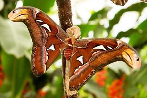 Tropical moth: Attacus Atla photo