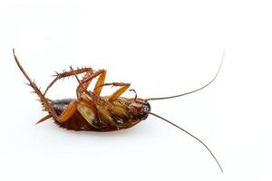 Cockroach photo