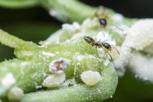 Ant gathering honeydew from a aphids and care in return.
