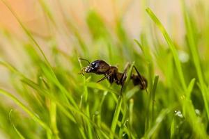 macro ant in grass with dew photo