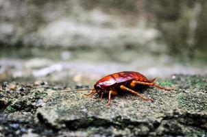 Red Cockroach photo