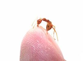 enemigo enojado ataque de hormigas por mordedura y spray ácido cítrico