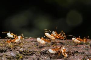 Ant are carrying eggs