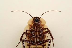 divertido insecto cucaracha cabeza de la muerte foto