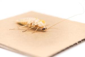 Image of cockroach on cardbaord