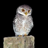 owl night bird photo