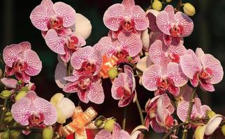 orquídea polilla foto