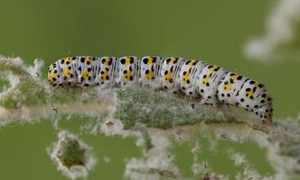 mullein moth caterpillar,