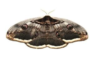 giant peacock moth