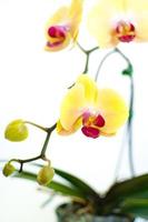 planta de phalaenopsis amarilla foto