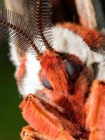 Giant Silk Moth Close up Portrait photo