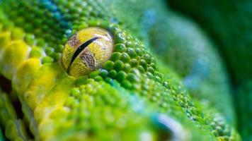 Eye of a green tree python (Morelia viridis) snake photo