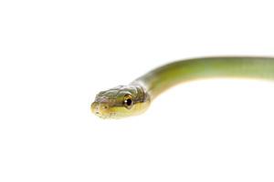 serpiente de rata verde de cola roja sobre el fondo blanco foto