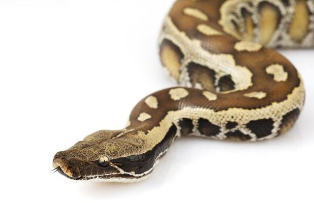 Python Stock Photos, Images and Backgrounds for Free Download