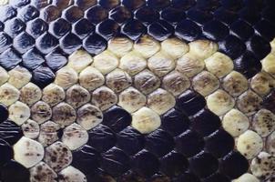 skin of snake , Python background