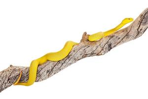 víbora amarilla del árbol de la isla wetar en rama foto
