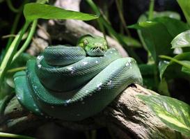 serpiente verde en rama en la selva foto