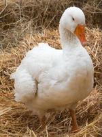 white goose over an hay floor