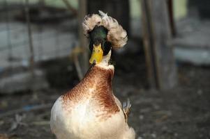 Crested duck photo