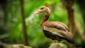 Black-bellied whistling tree duck photo